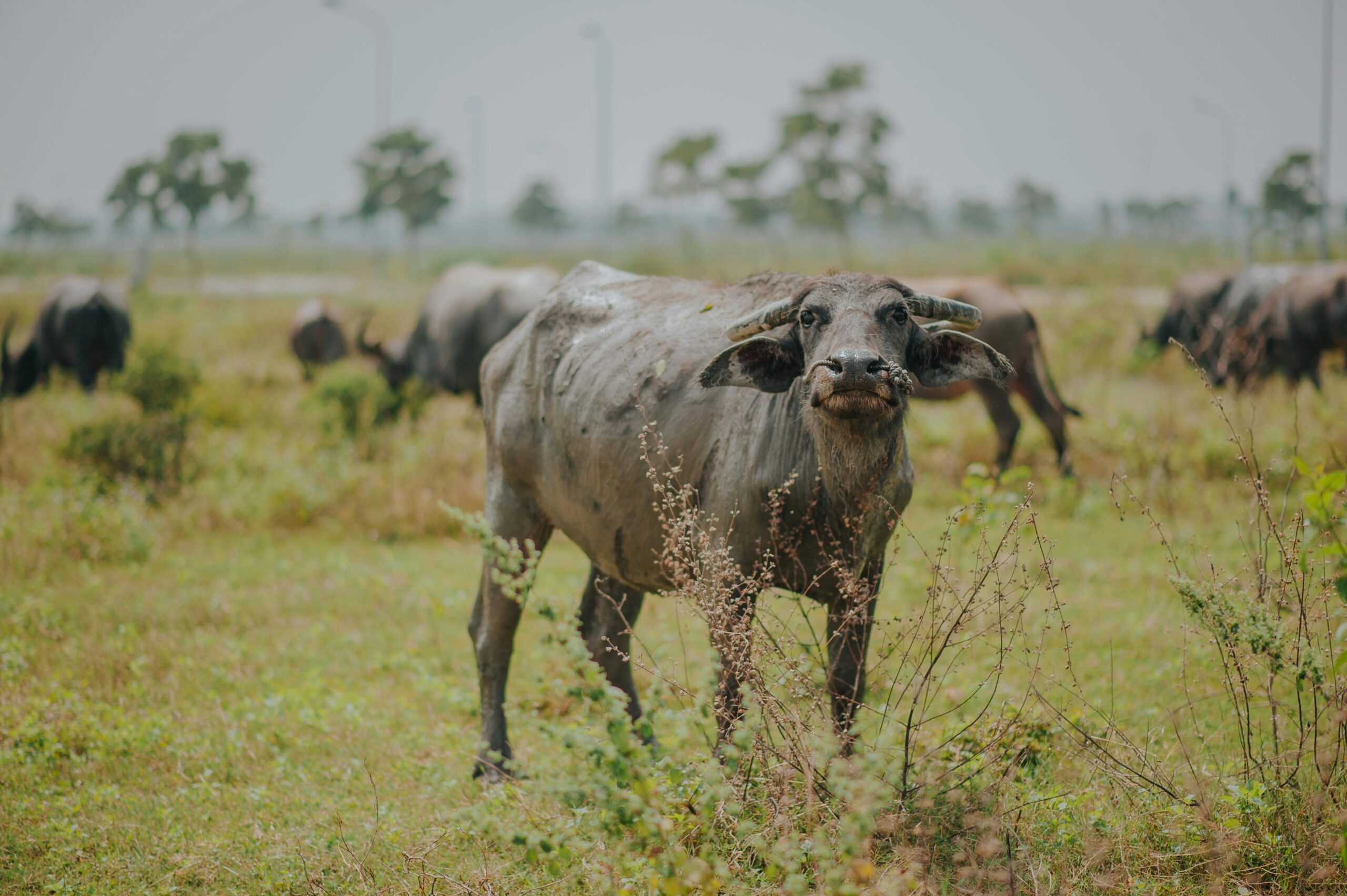 Buffalo