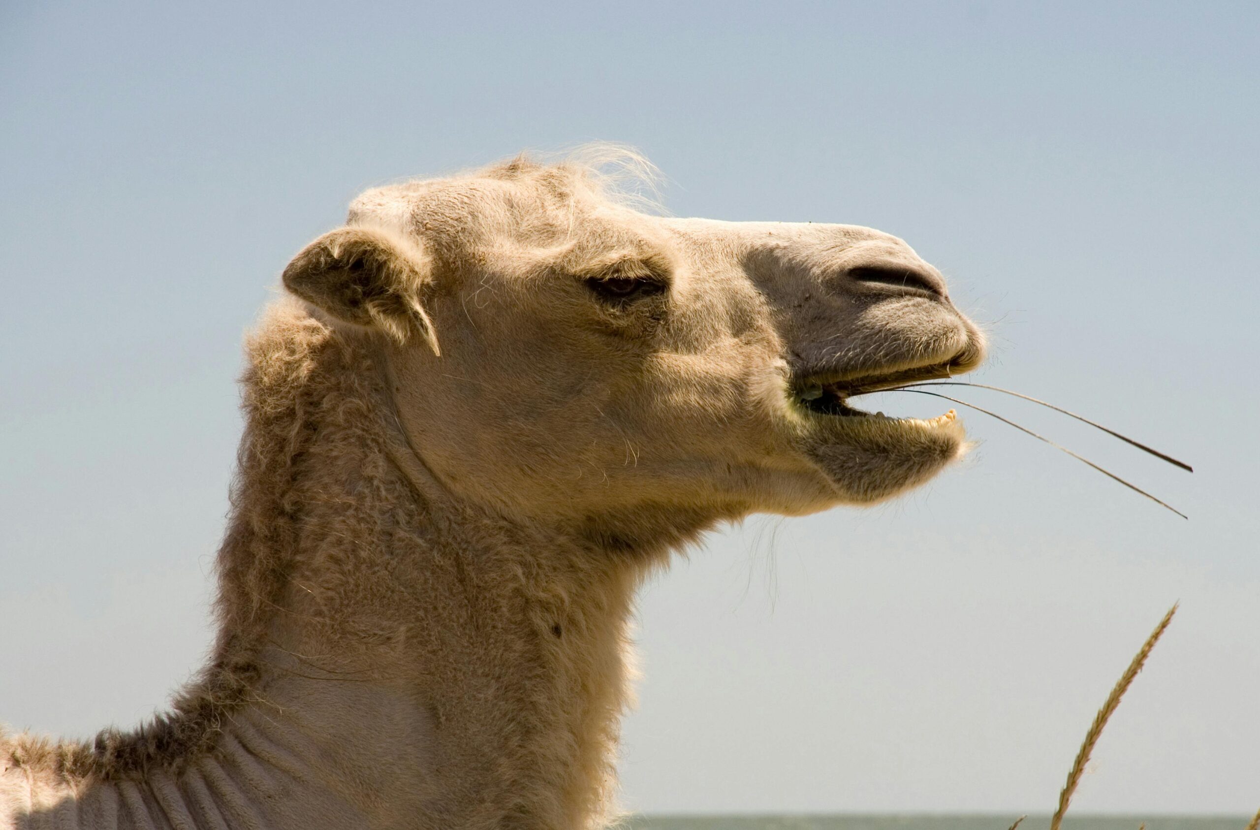 Portrait of a Camel